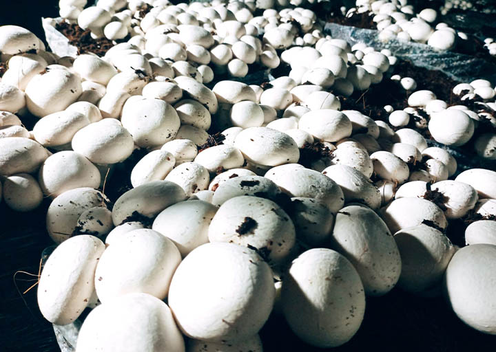 हाम्रो बारे