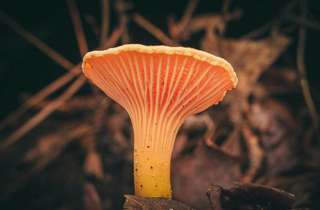 Chanterelle Mushrooms (पिरोला च्याउ )