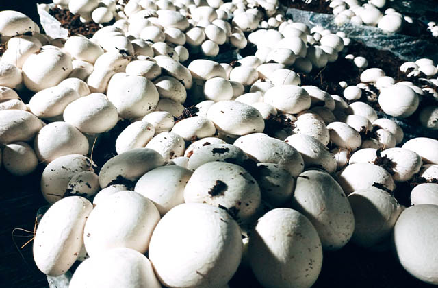 गोब्रे च्याउ