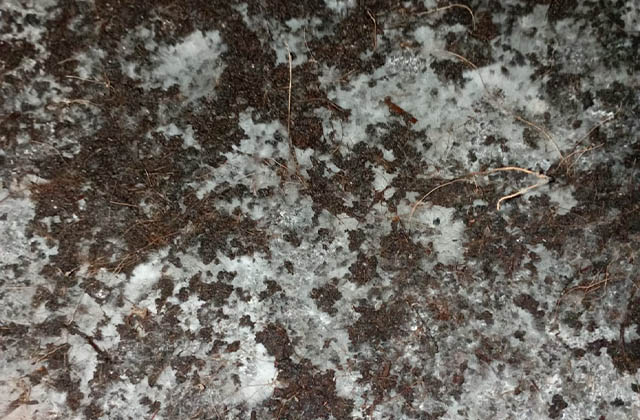 गोब्रे च्याउको बिउ