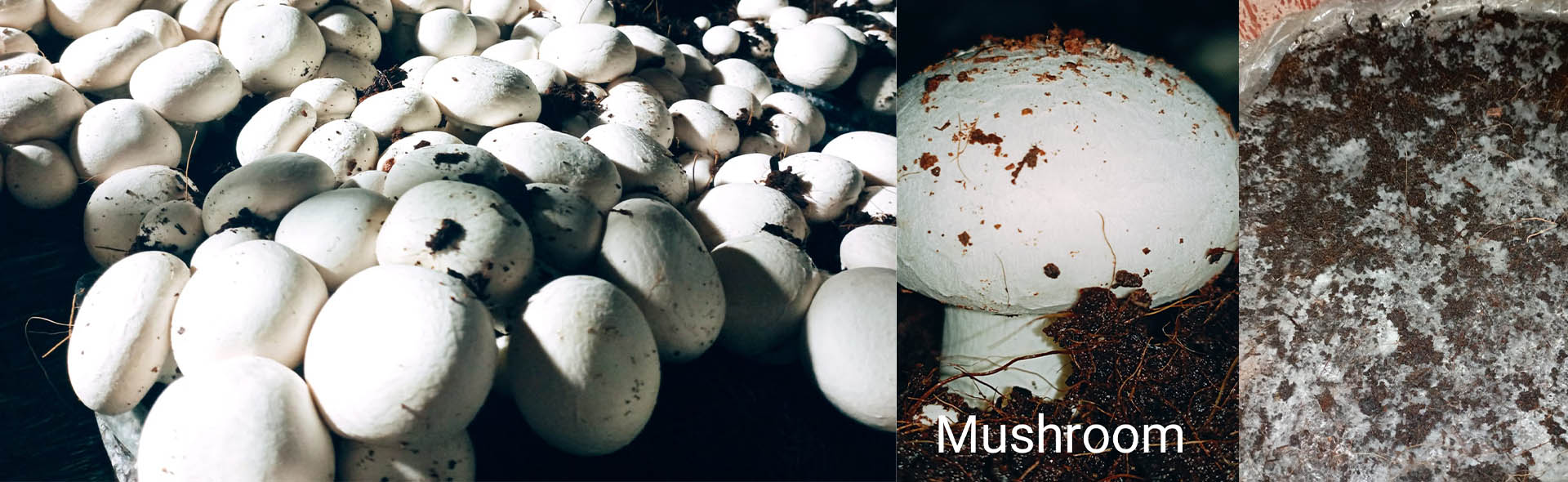 We Believe in Quality and Quantity